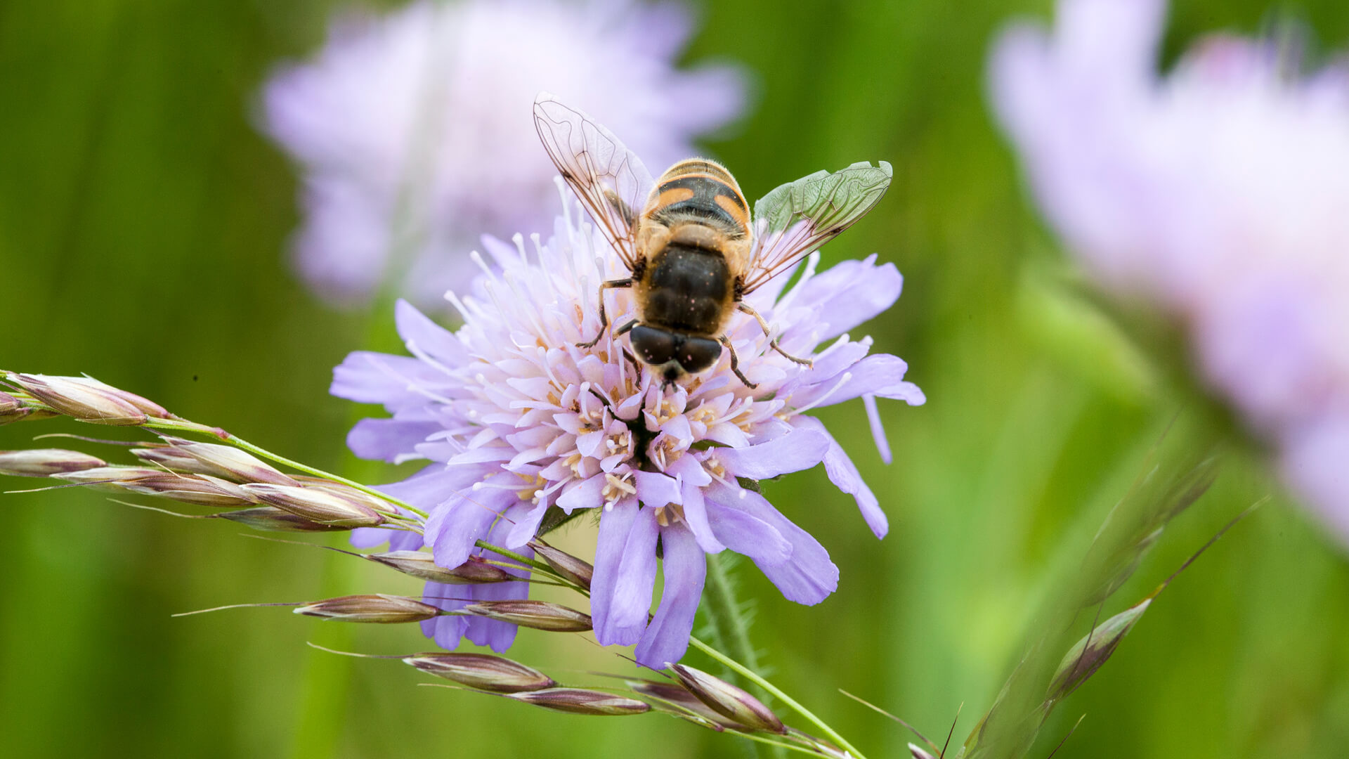 Eine Wildbiene die Nektar aus einer lila Blume sammelt.