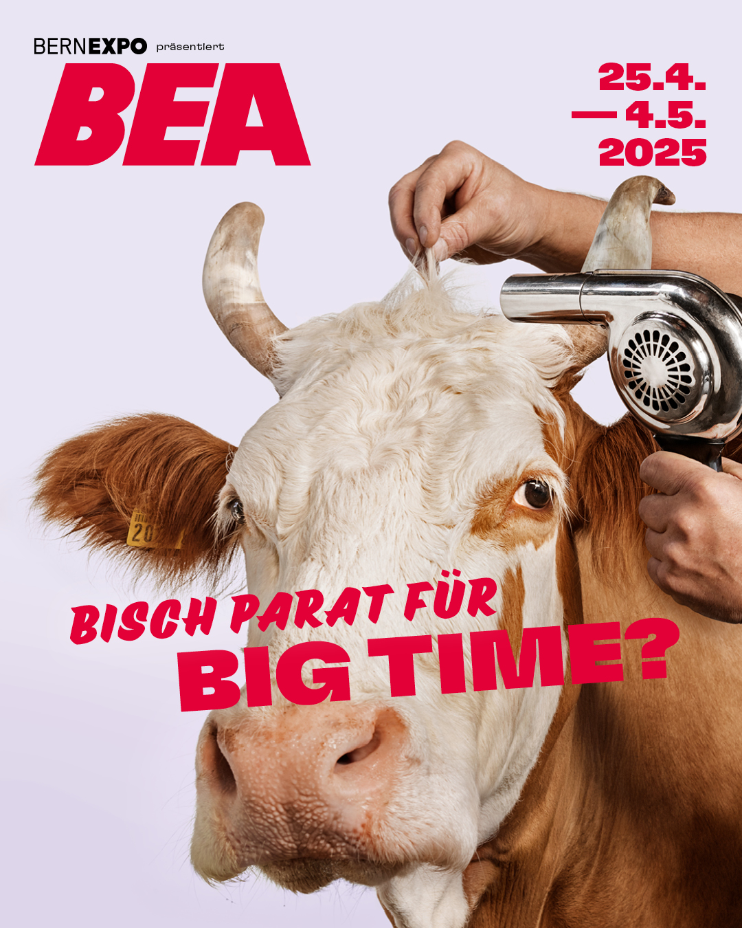 Eine Kuh, die von einer Hand mit Föhn frisiert und gestylt wird.