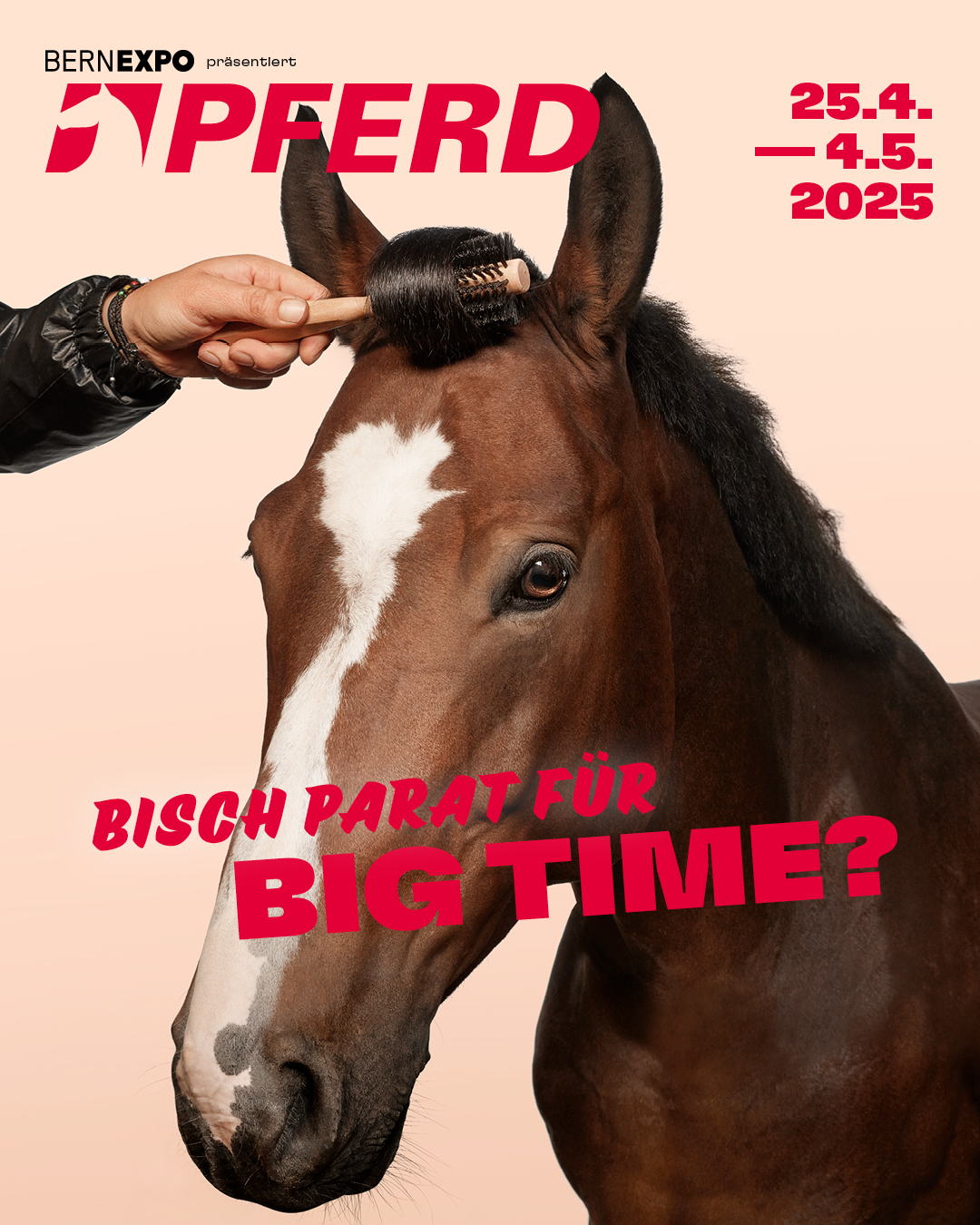 Ein Pferd, die von einer Hand mit Föhn frisiert und gestylt wird.